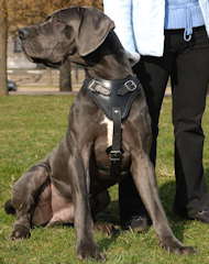 Great Dane Protection Leather Dog Harness-large dog harness