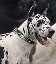 Great Dane Royal Nappa Hand Made Leather dog collar