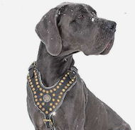 Royal Dog Harness - Exclusive Design Studded Leather Harness