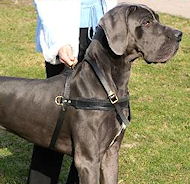 Tracking/Pulling/Agitation Leather Dog Harness For Great Dane