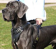 Great Dane dog Harness