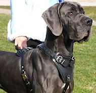 Big /custom Leather Dog Harness Perfect For Great Dane
