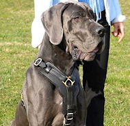 Exclusive Luxury Handcrafted Padded Leather Dog Harness - Dane