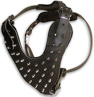 Spiked Leather Dog Harness Perfect For Great Dane Spiked Leather Dog Harness Perfect For Great Dane