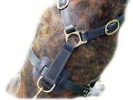 Ultimate Tracking Harness for Great Dane