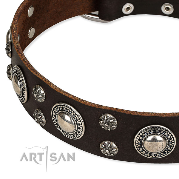 Quick to fasten leather dog collar with almost unbreakable chrome  plated buckle and D-ring