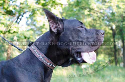 Painted Leather Collar for Great Dane Breed