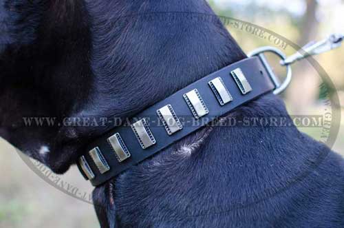 Great Dane Leather Collar for everyday usage
