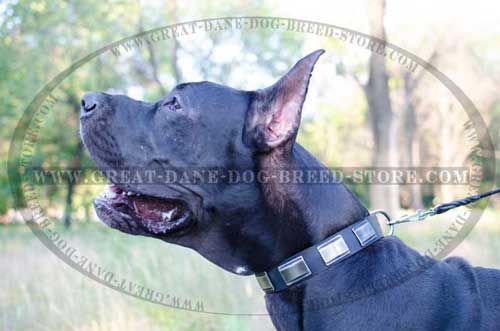 Splendid Great Dane Leather Dog Collar