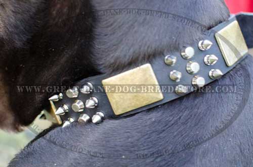 Amazing Great Dane Leather Dog Collar