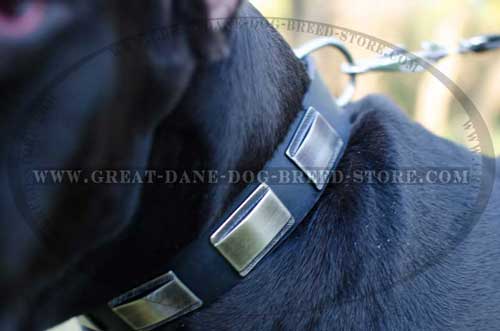 Walking Great Dane Leather Collar with plates