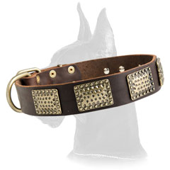 Great Dane Leather Collar with plates