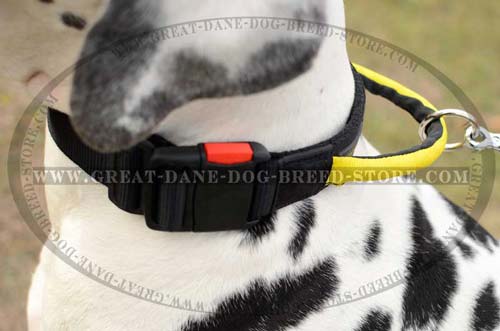 Great Dane Nylon Dog Collar with O-ring
