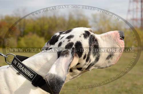 Non-toxic Great Dane Nylon Dog Collar