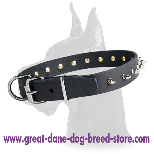 Great Dane Leather Collar With Stylish Nickel Spikes