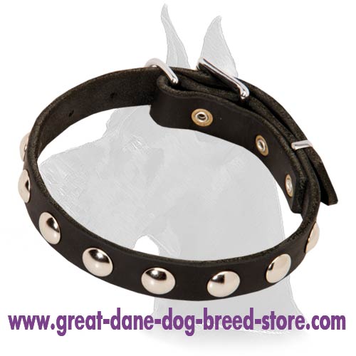 Leather Dog Collar with Plates for Daily Walks