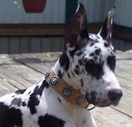 Designer Leather Dog Collar & Silver Plated Circles Blue Stones