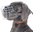 Great Dane dog muzzle