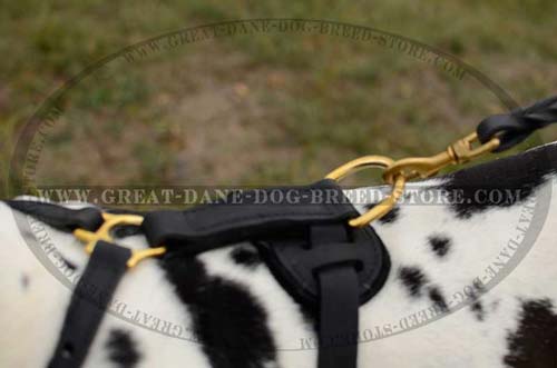 D-ring of Great Dane Harness