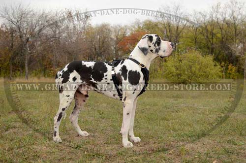 Great Dane Dog wearing Leather Harness