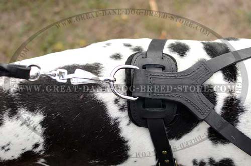 Exclusive Great Dane Breed Leather Harness