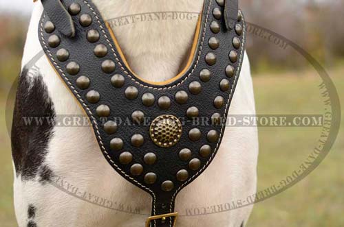 Great Dane Dog Harness with brass fittings