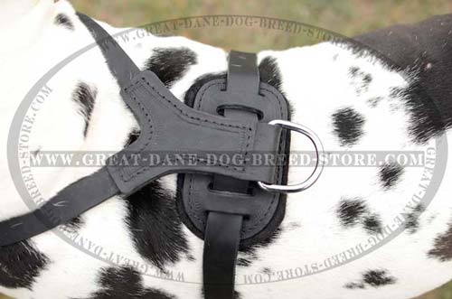 Exclusive Great Dane Leather Harness