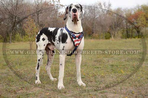 Great Dane Breed Leather Harness for training