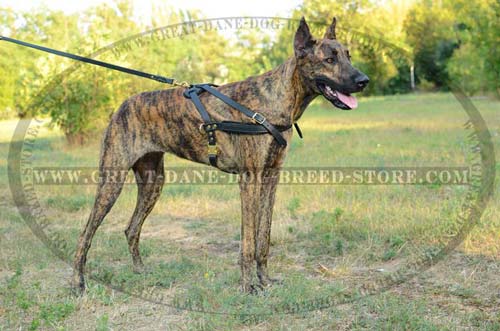 Leather Great Dane Harness
