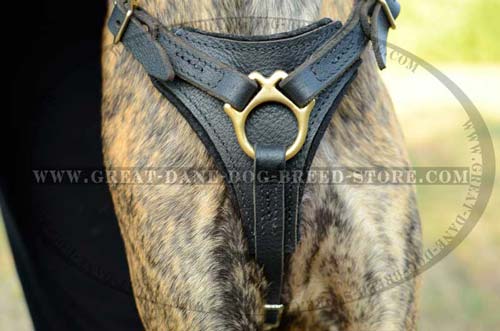 Exclusive Leather Harness