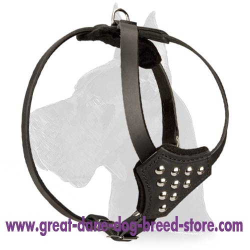 Leather Harness with studs to walk Great Dane puppy