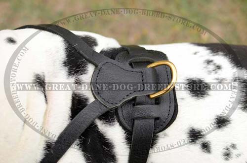 Exclusive Leather Harness