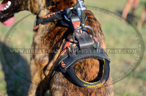 Durable Handle of Leather Great Dane Harness