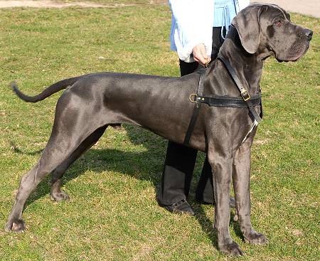 Great Padded Pulling Harness for Great dane
