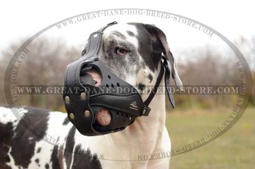Riveted Great Dane Leather Muzzle