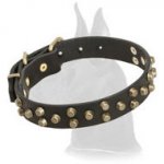 Leather Great Dane Collar with Attractive Design