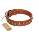 "Silver Spike" Handmade FDT Artisan Tan Leather Great Dane Collar with Old Silver-Like Spikes