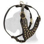 Studded Leather Harness for Great Dane
