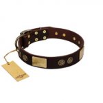 "Bow-Wow Effect" FDT Artisan Brown Leather Great Dane Collar with Plates and Ornate Studs