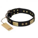 "Spanish night" FDT Artisan Fashionable Leather Walking Great Dane Collar