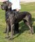 Perfect Training Leather Harness for Great Dane