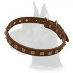 Studded Leather Collar for Great Dane