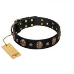 Pirate's Spell' FDT Artisan Black Leather Great Dane Collar with Engraved Studs and Medallions