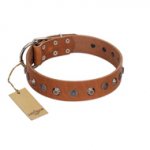 "Silver Age" Fashionable FDT Artisan Tan Leather Great Dane Collar with Silver-Like Studs