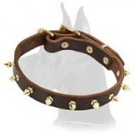 Leather Collar with brass spikes for Great Dane