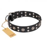 "Refined Essence" FDT Artisan Black Leather Great Dane Collar with Silvery Studs