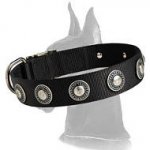Nylon Collar with silver circles for Great Dane