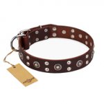 "Pirate Treasure" FDT Artisan Exciting Brown Leather Great Dane Collar with Studs