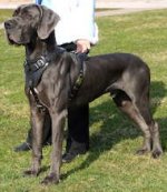 Perfect Training Leather Harness for Great Dane