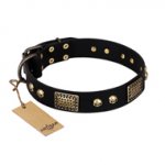"Biker Style" FDT Artisan Black Leather Great Dane Collar with Old Bronze Look Plates and Skulls